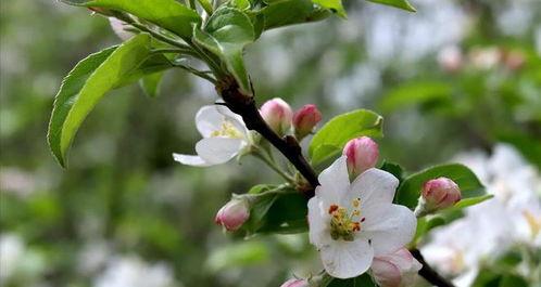 相错亲嫁对郎,相错亲嫁对良缘的奇妙旅程