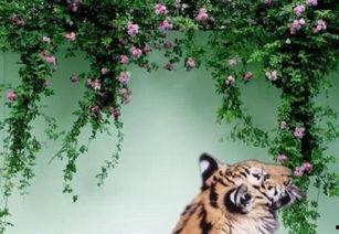 心有猛虎细嗅蔷薇,嗅尽世间蔷薇之美