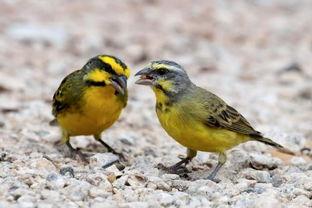 金丝雀的反击,勇敢反击的生态传奇