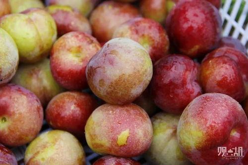 成熟的玫瑰,成熟之美与情感共鸣